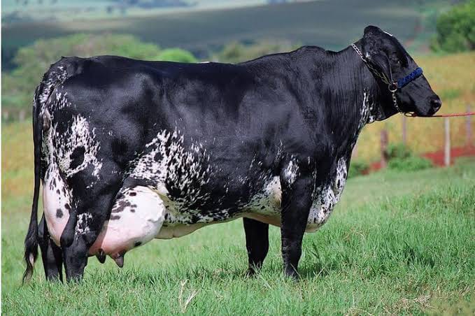 Milking Girolando Cows