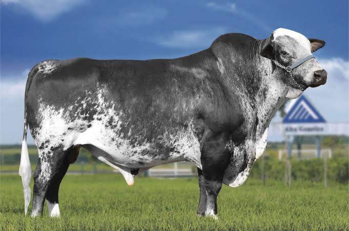 Premium High-Genetic Bulls