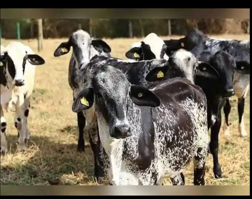 Young Heifers (7-12 Months)