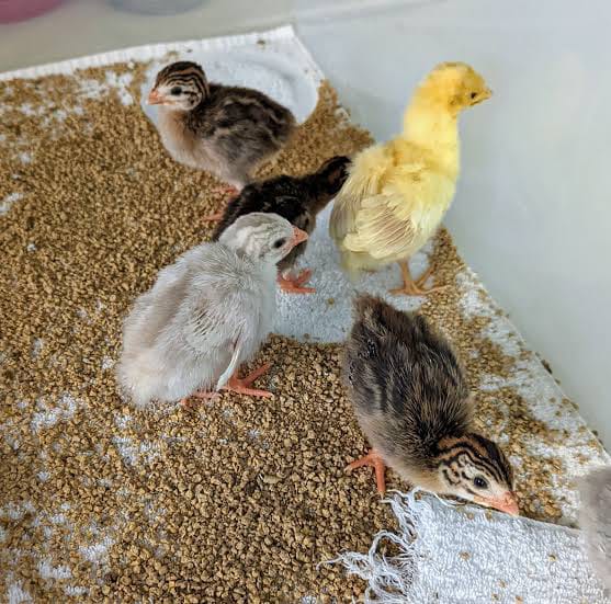 1 Week Old Keets