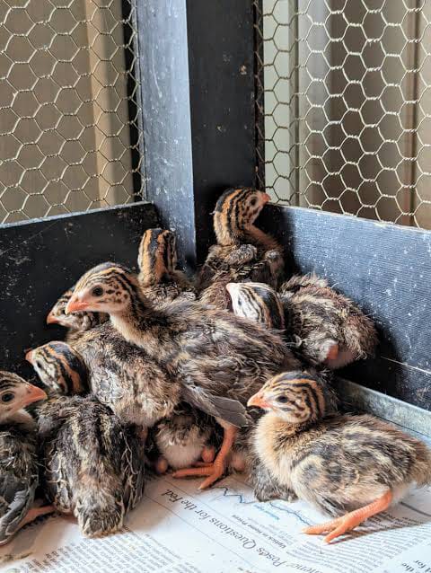 3 Weeks Old Keets