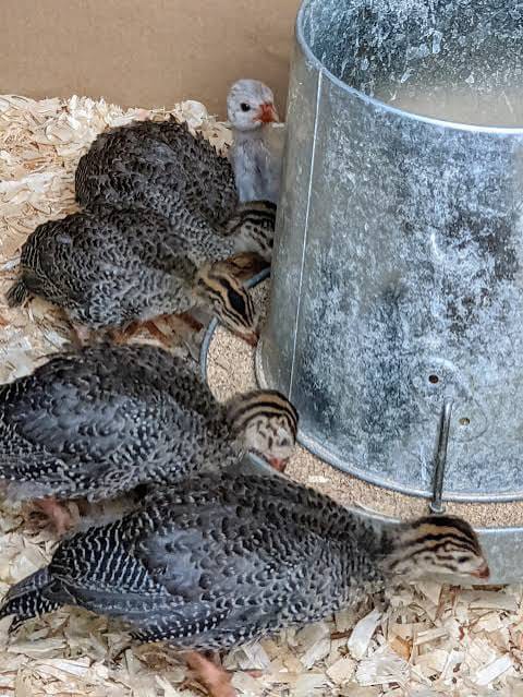 4 Weeks Old Keets