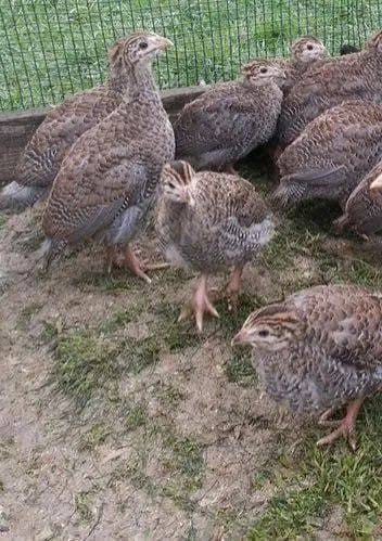 6 Weeks Old Off-Heat Keets