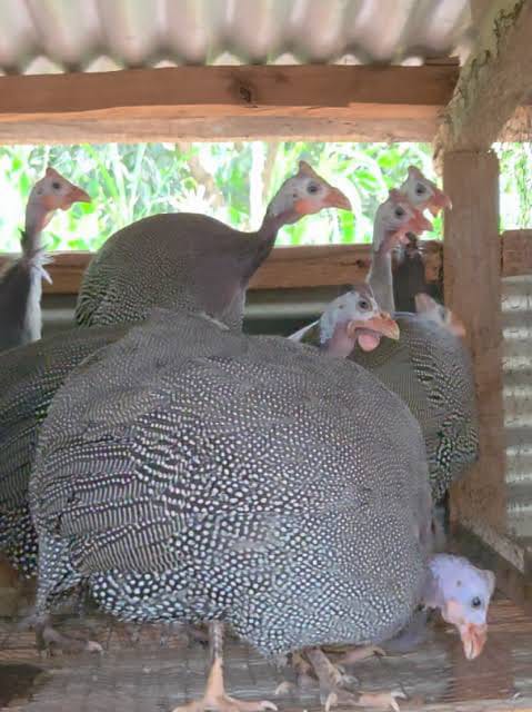 Mature Breeding Pair
