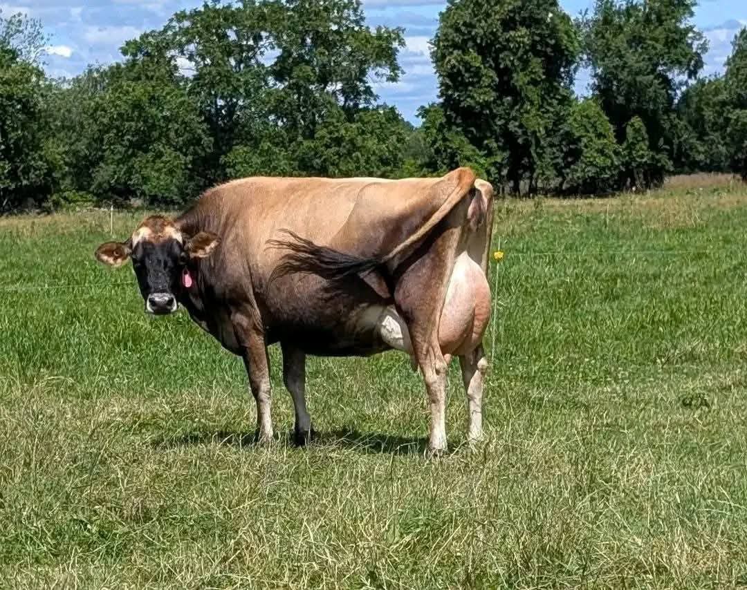 Breeding Bulls (12-18 Months)