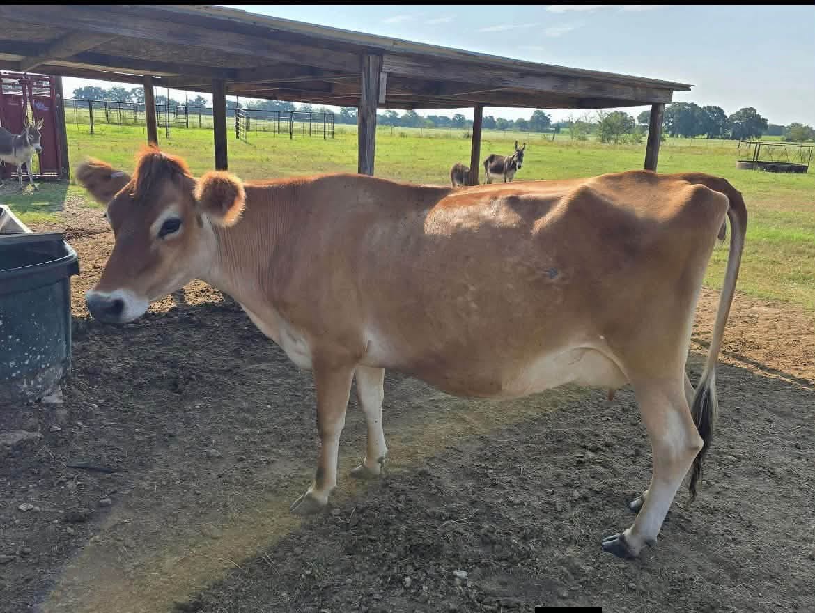 Breeding Heifers (12-18 Months)
