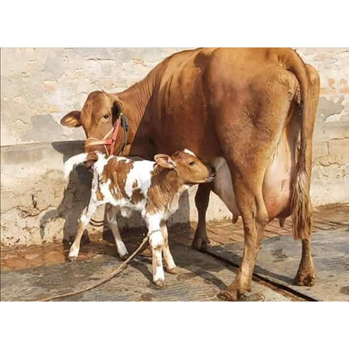 Freshly Calved Cows