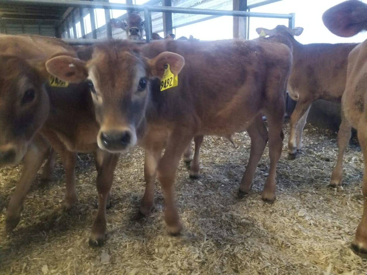 Growing Bulls (7-12 Months)