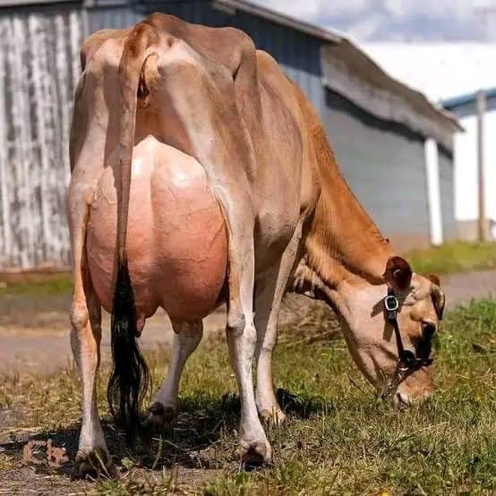 High-Yielding Cows