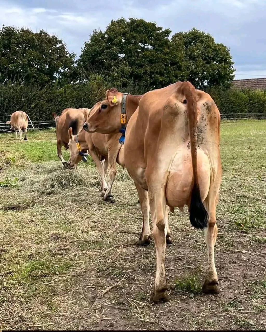 In-Calf Heifers