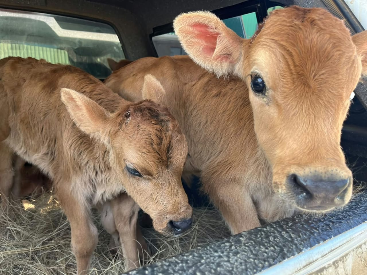 Jersey Calves (3-6 Months)