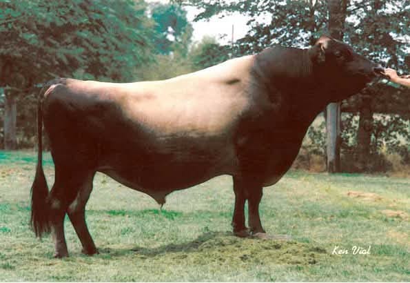 Mature Breeding Bulls