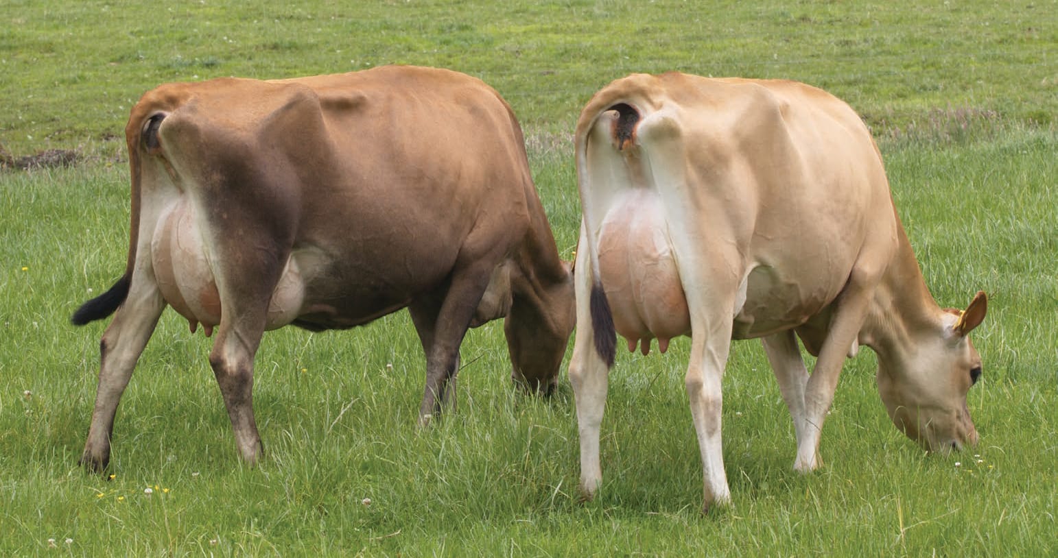 Milking Jersey Cows