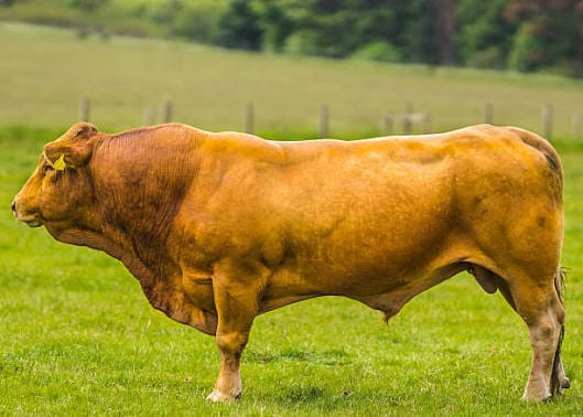 Premium High-Genetic Bulls