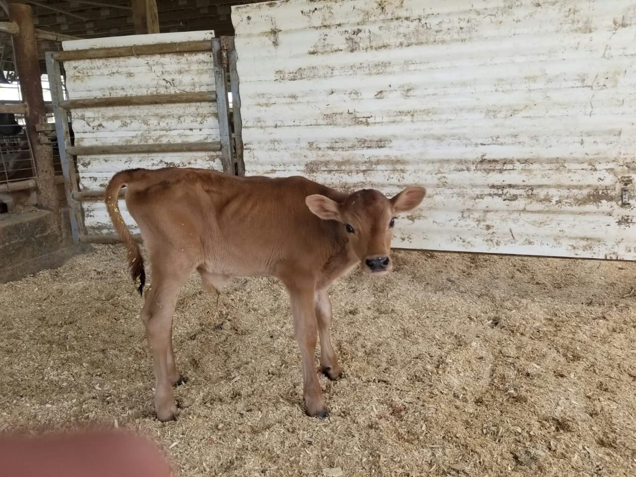 Young Bulls (3-6 Months)
