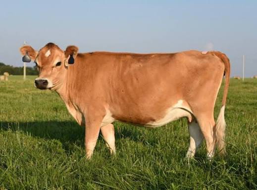 Young Heifers (7-12 Months)