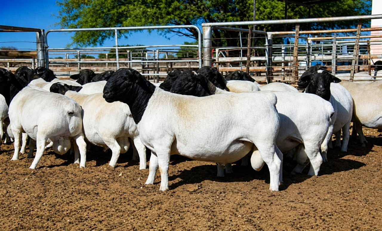 Mature Breeding Rams