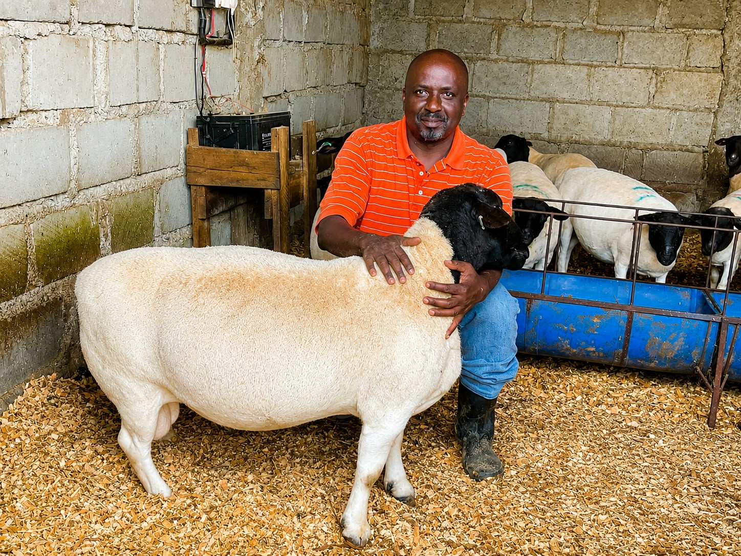 Premium High-Genetic Rams