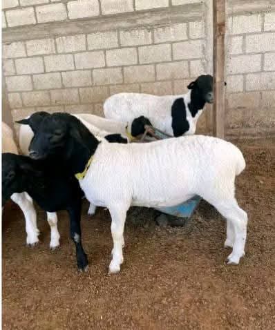 Young Breeding Rams