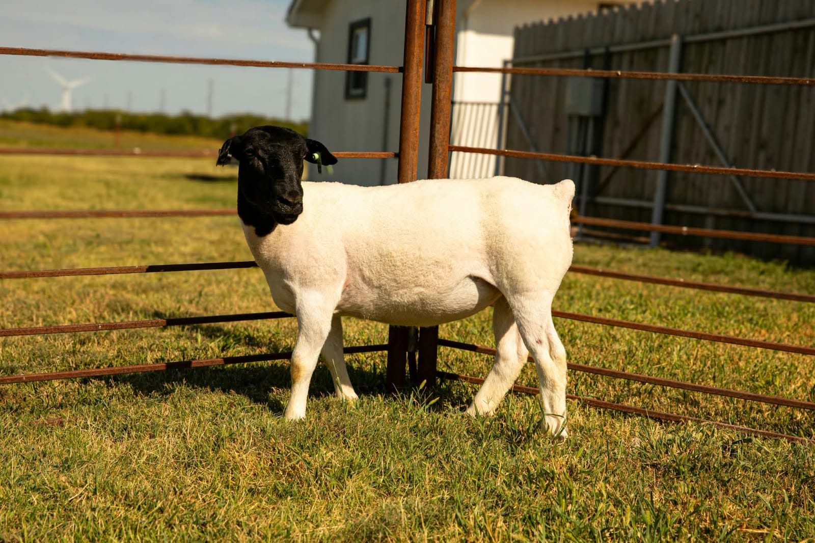 Young Rams (5.5-7.5 Months)