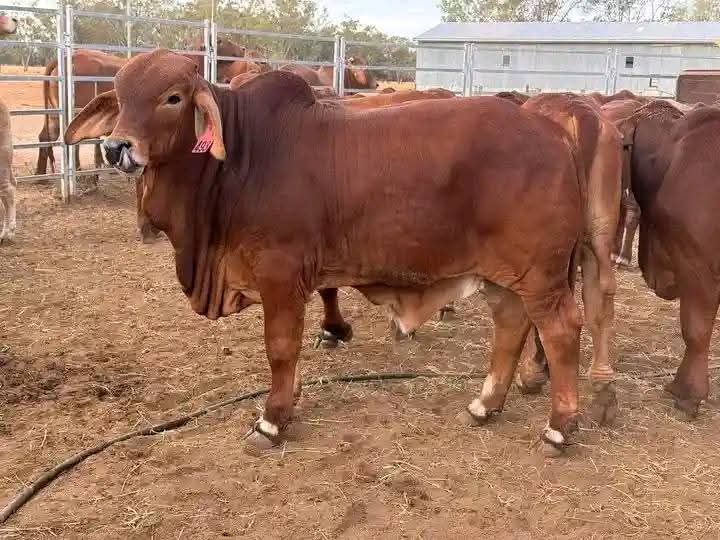 Breeding Bulls (12-18 Months)