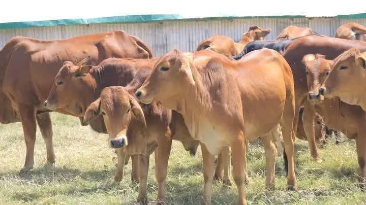 Breeding Heifers (12-18 Months)