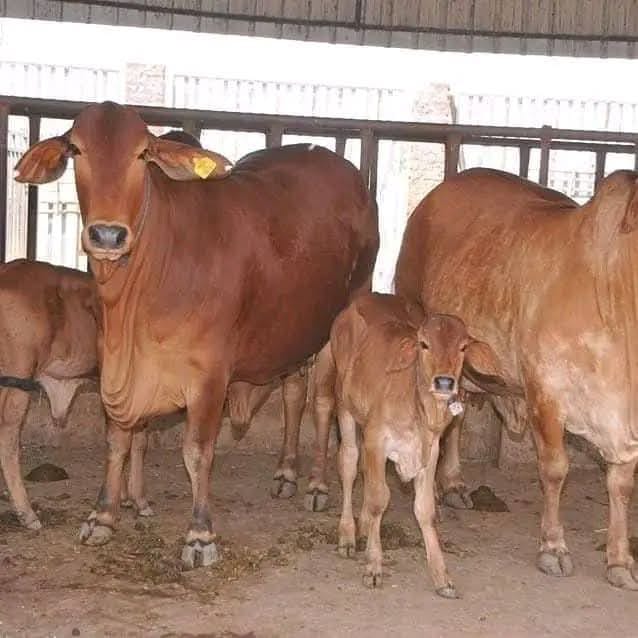 Freshly Calved Cows