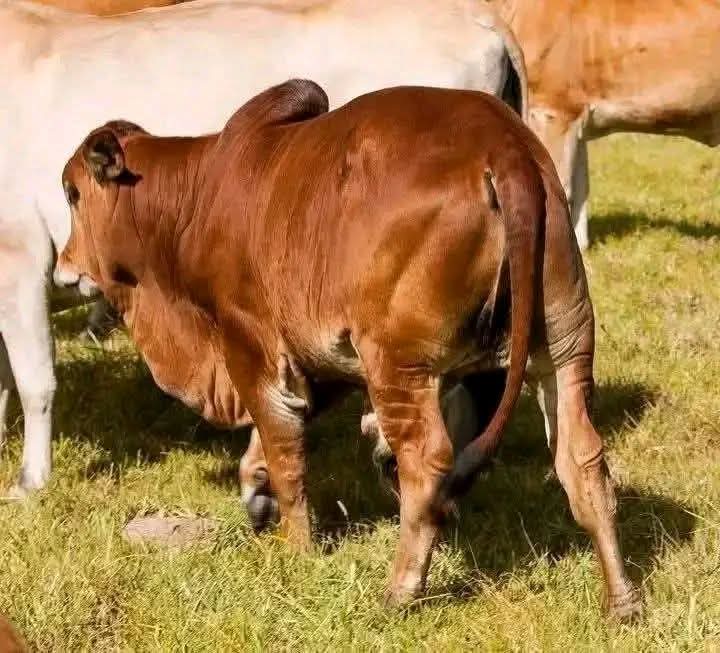 Growing Bulls (7-12 Months)