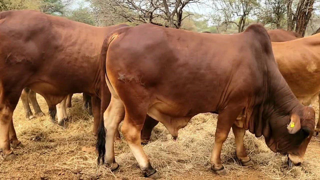 High-Yielding Cows