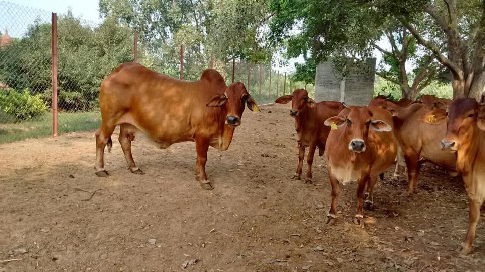 In-Calf Heifers