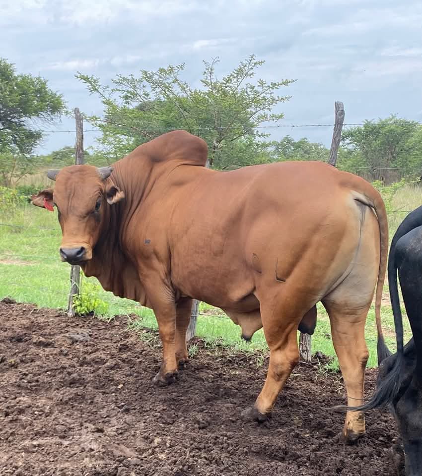 Mature Breeding Bulls