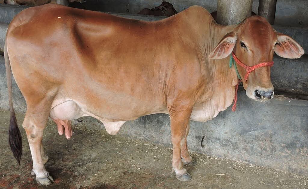 Milking Sahiwal Cows
