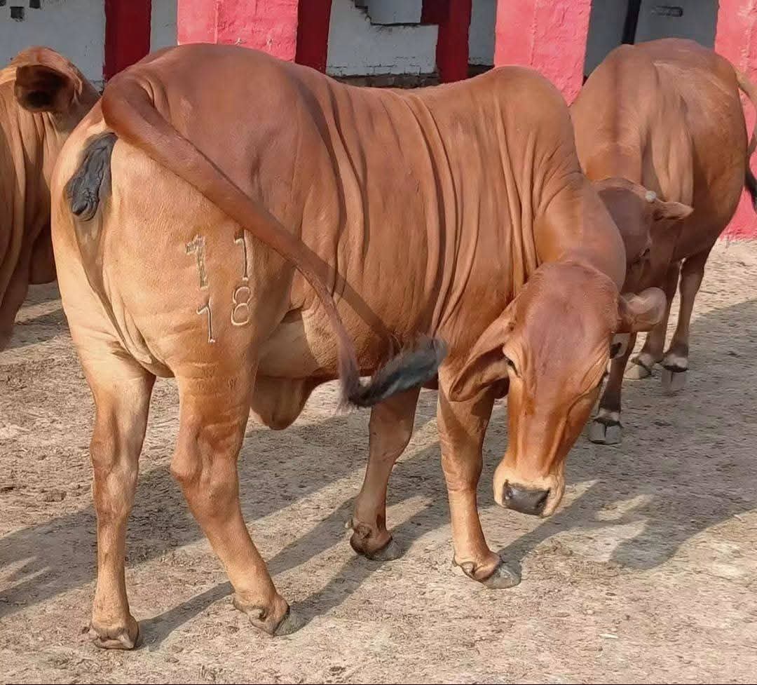 Premium High-Genetic Bulls