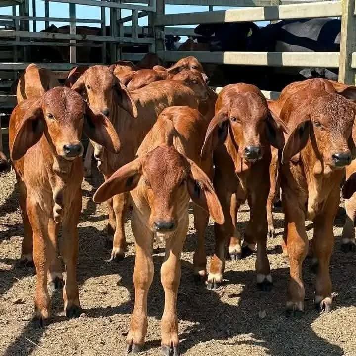 Sahiwal Calves (3-6 Months)