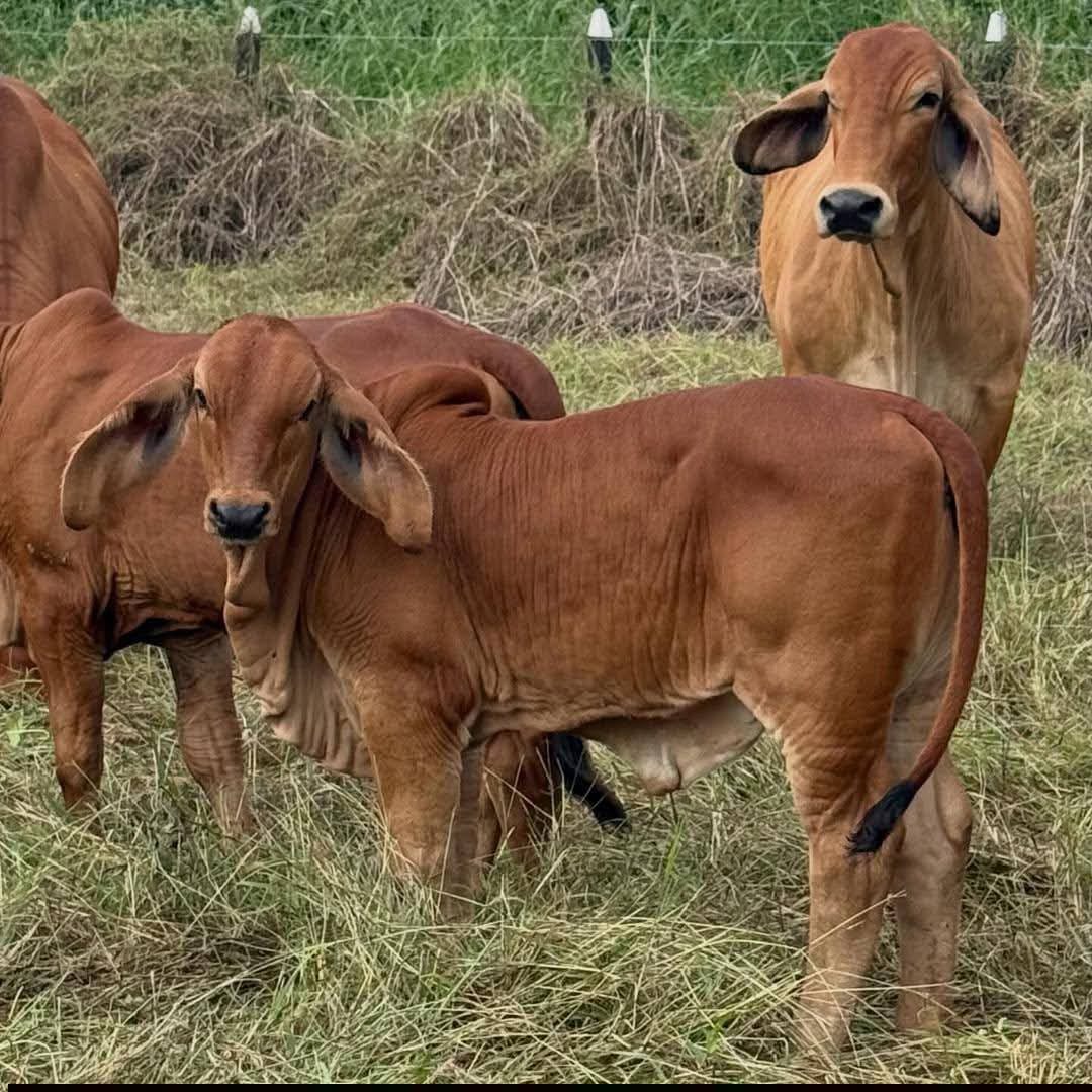 Young Bulls (3-6 Months)