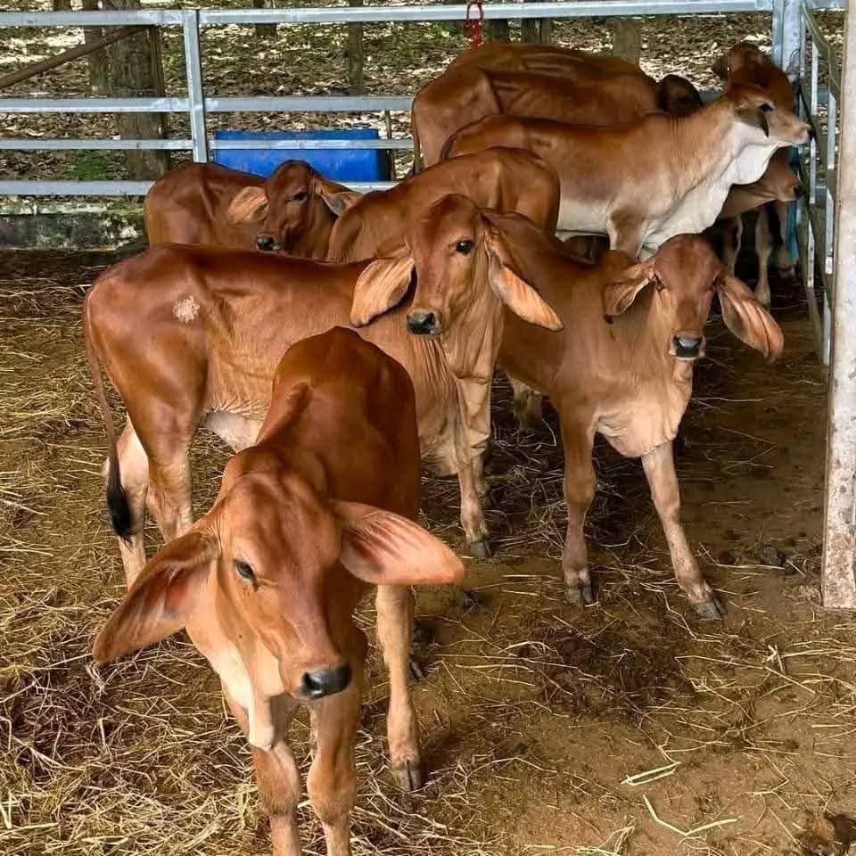 Young Heifers (7-12 Months)